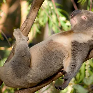 https://koalas-perth-city-backpackers-hostel.hotelsperth.org